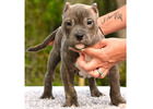 American Bully for Sale